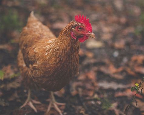 Granja La Mancha Gallinas Ponedoras Crianza Alimentación Razas Y Más