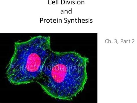 Cell Division And Protein Synthesis Ch 3 Part