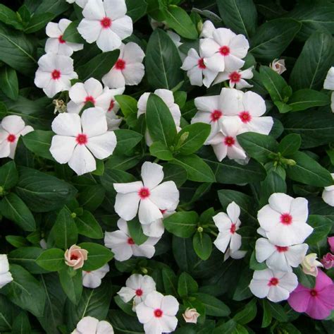 Катарантус ампельный Атлант (73 фото) - фото - картинки и рисунки ...