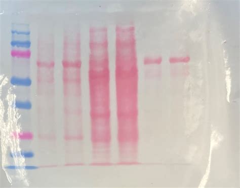 guide    interpret ponceau  staining