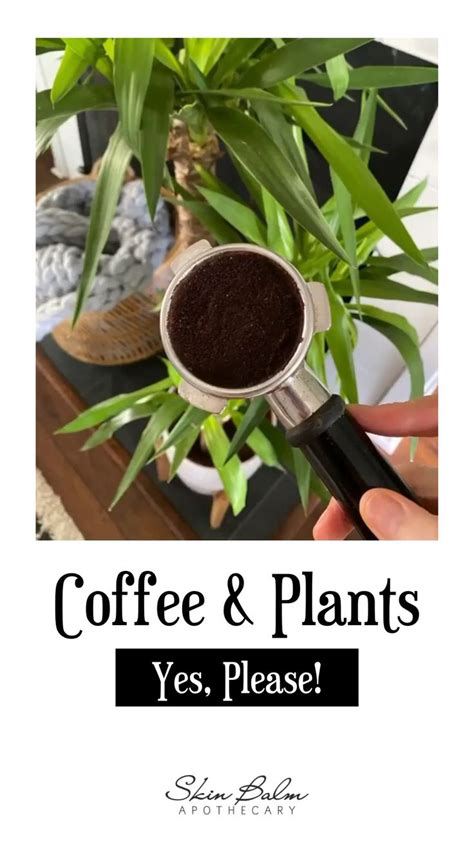 How To Use Coffee Grounds For Indoor Plants Pinterest