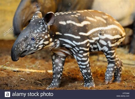 Tapirus Baby Stock Photos & Tapirus Baby Stock Images - Alamy