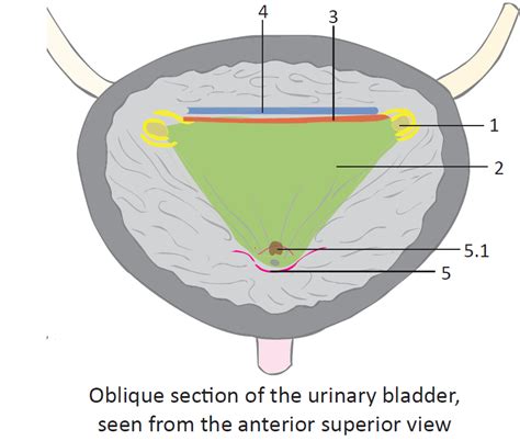internal structures  bladder diagram quizlet