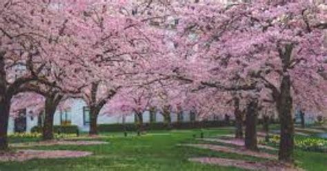 Cherry Blossom Festival of Shillong : Nature Paint it Pink