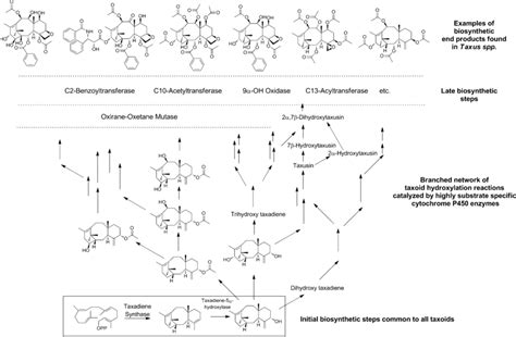 Proposed Taxol Taxoid Biosynthesis Pathway In Taxus Spp Based On The Download Scientific