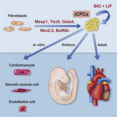 Lineage Reprogramming Of Fibroblasts Into Proliferative Induced Cardiac Progenitor Cells By