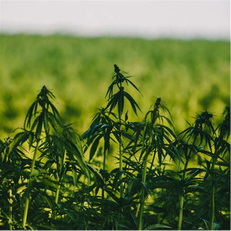 Vegans Are Debating If CBD Sprouts Are The Best Way To Consume Hemp - RYZE Superfoods