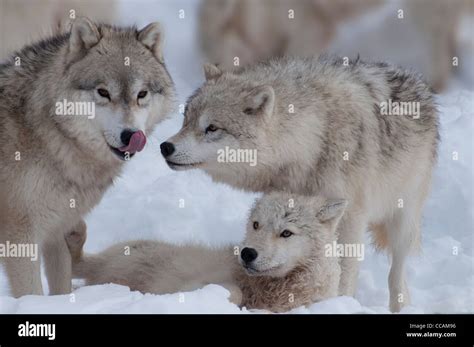 A pair of Arctic Wolves and cub Stock Photo - Alamy