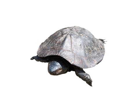 Turtle Shell Clip Art Png Picture