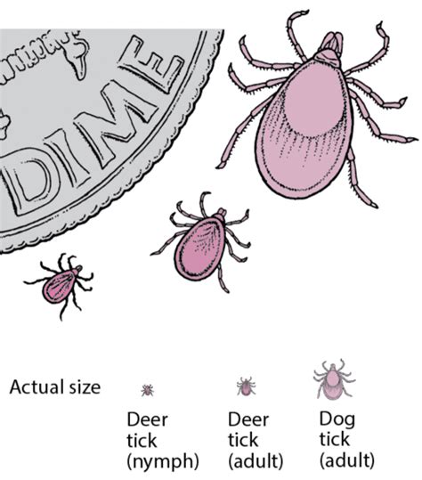 Ehrlichiosis Is A Tick Disease You May Not Hear About And Its Dangerous