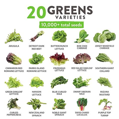 10000 Heirloom Lettuce Seeds For Planting Indoors 95 Germination