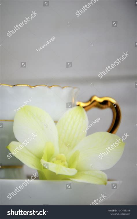 Souser Images, Stock Photos & Vectors | Shutterstock