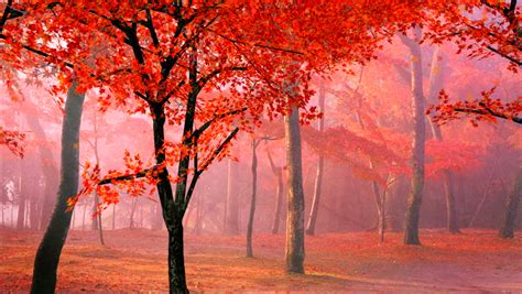 red leaves   tree image  stock photo public domain photo