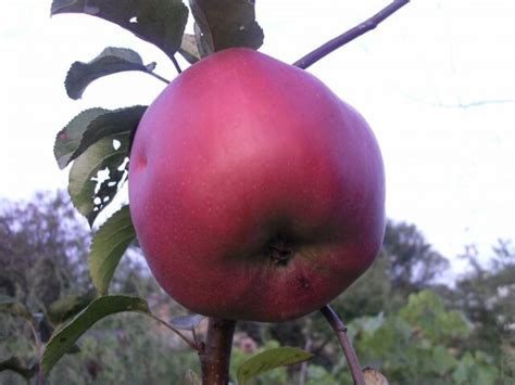 Купить саженцы плодового дерева Яблоня Jumbo Pomme в Москве с доставкой ...