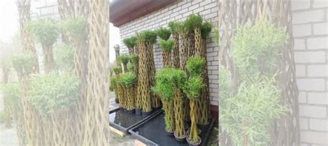 Прут ивы для плетения купить в Горно-Алтайске | Товары для дома и дачи ...