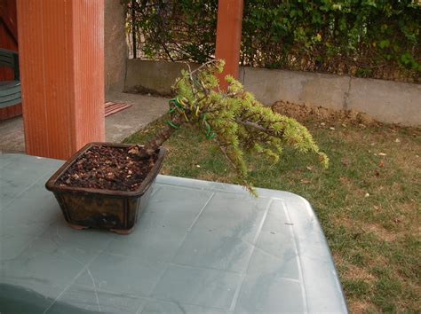 Bonsaï Création Fiche Dentretien Du Cèdre Du Liban Cedrus Libani