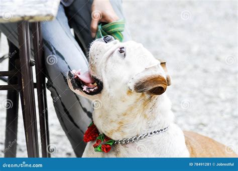 Tied bulldog on the floor stock image. Image of friend - 78491281