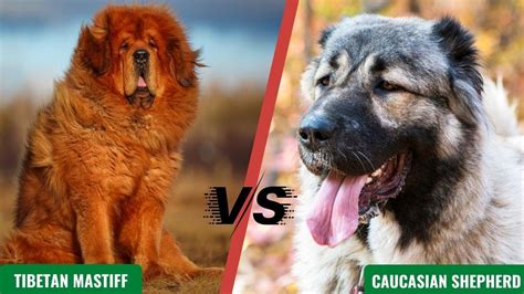 Wolf Killers Tibetan Mastiff Vs Caucasian Shepherd Youtube