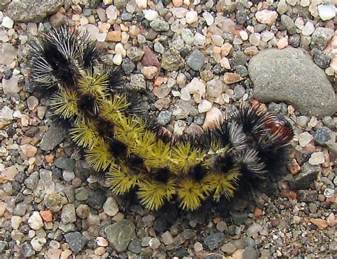 Virginia Ctenucha Caterpillar Ctenucha Virginica BugGuide Net