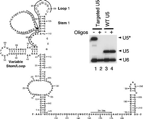 The Invariant U5 snRNA Loop 1 Sequence Is Dispensable for the First ...