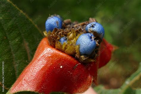Hot Lips Plant Psychotria Tomentosa With Contrasting Red Bract And Blue Fruit Wild Plant And