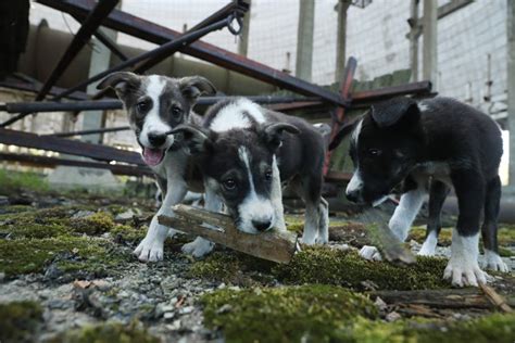 How The Animals Of Chernobyl Thrive In The Radioactive Red Forest