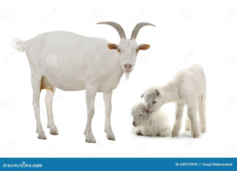 Коза И Козленок Картинки Для Детей - 57 фото
