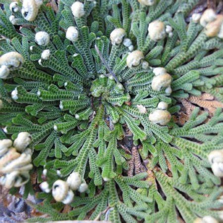 Йерихонска роза