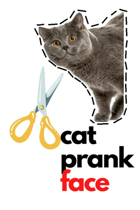 Cat Prank Face Cut And Past And Play With Your Cat Belly Mrs Skyler