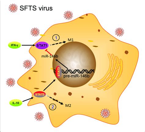 Schematic Diagram Showing The Roles Of Mir 146b In The Regulation Of Download Scientific