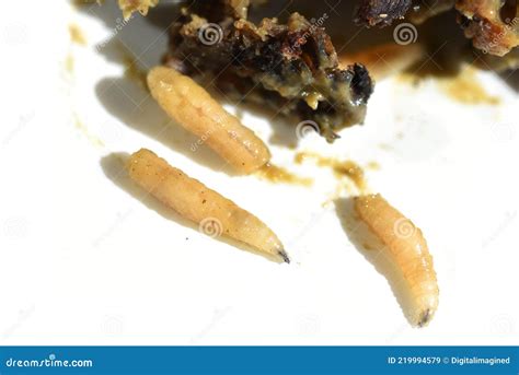 Maggot Infestation in Rotten Meat Decomposing Stock Image - Image of ...