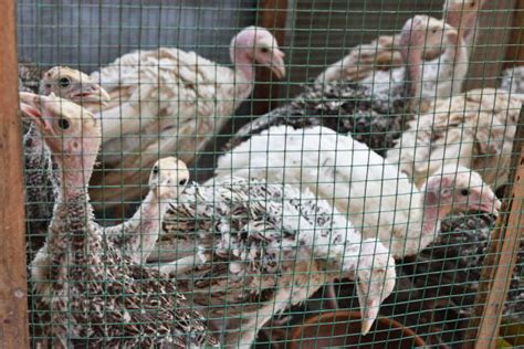 330 Caged Turkeys Stock Photos Pictures And Royalty Free Images Istock