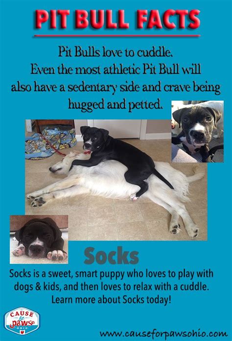 Pin On Cause For Paws Ohio Adoptables