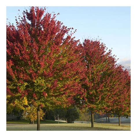 Healthy Green To Burgundy Leaves Strong Roots Burgundy Belle Maple Tree Beautiful Fall Color 1