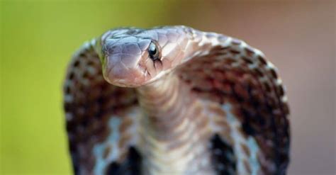 Deadly Cobras Which 5 Cobra Species Are The Most Dangerous A Z Animals