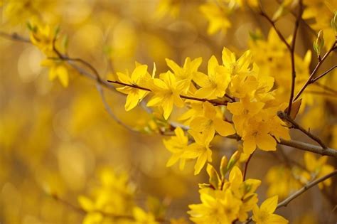 Berbery Images - Free Download on Freepik