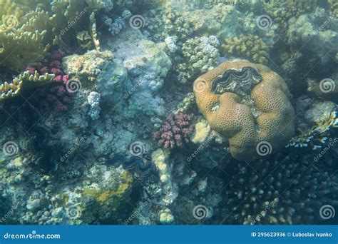 Snorkelling In Red Sea Corals And Colourful Marine Life Visible Stock