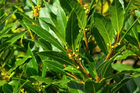 Laurel Leaf or Bay Laurel - Inshanti - Pure Essential Oils