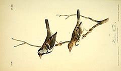 categorythe birds  america  wikimedia commons