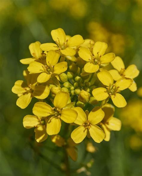 Small 4 Petal Yellow Flowers Best Flower Site