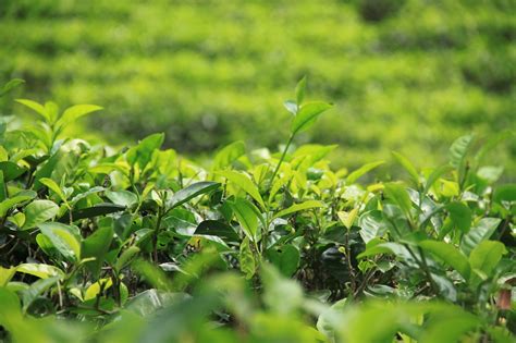 Tea Sri Lanka Asia Free Photo On Pixabay
