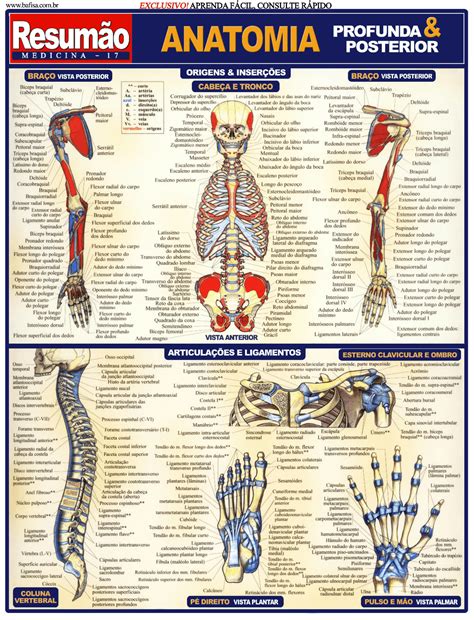 Fisiologia E Anatomia Humana - 8