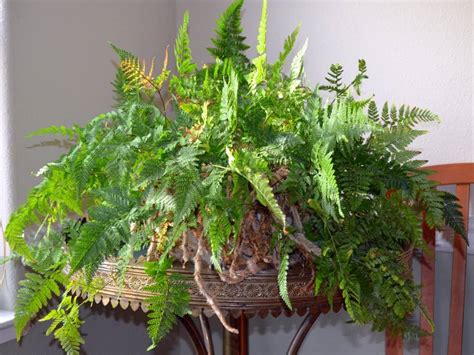 Даваллия: фото папоротника, уход в домашних условиях