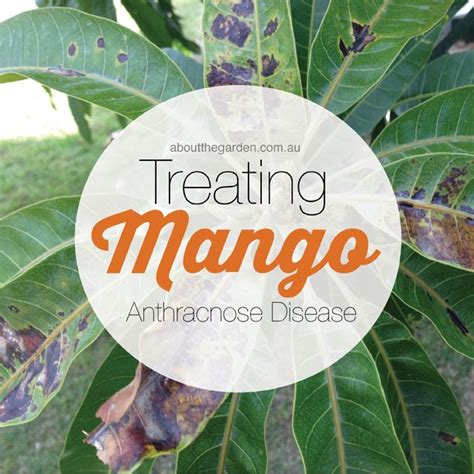 Mango tree diseases – Artofit