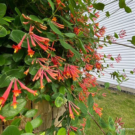 Honeysuckle