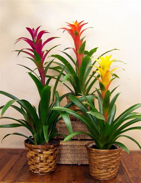 How To Take Care Of Your Indoor Bromeliads Bromeliad Society Of New