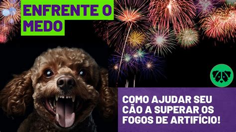 Enfrente Junto Com Seu Cão O Medo De Fogos De Artifício Com Técnicas De