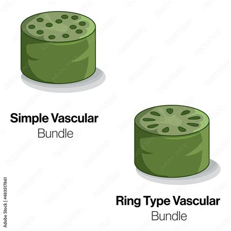Cross Section of Simple and Ring Type Vascular Bundles, Detailed Vector