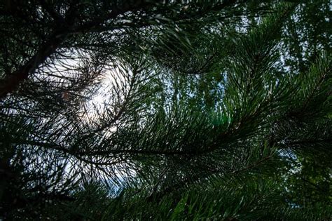 Branch Needles Botany Conifer Free Photo On Pixabay Pixabay