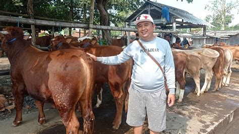 Harga Sapi Mas Agung Pasar Hewan Muntilan Youtube